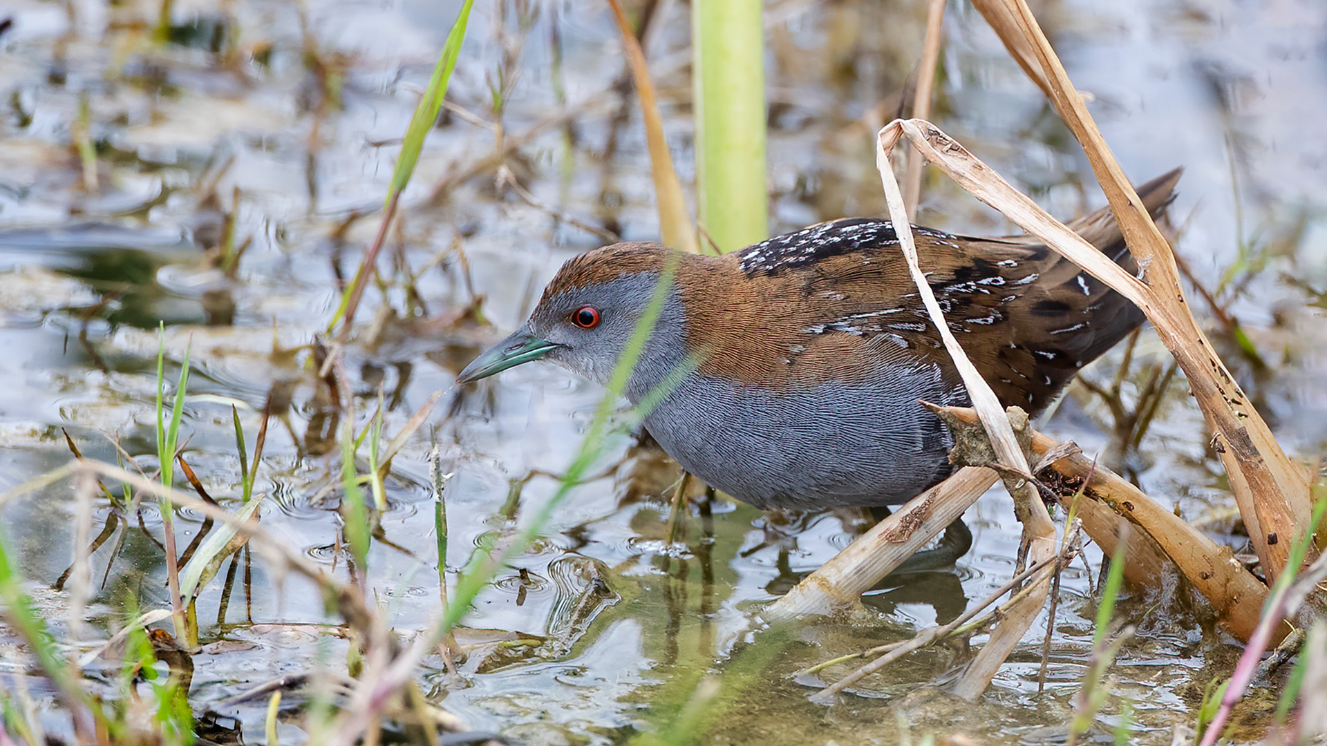 Baillon's Crake